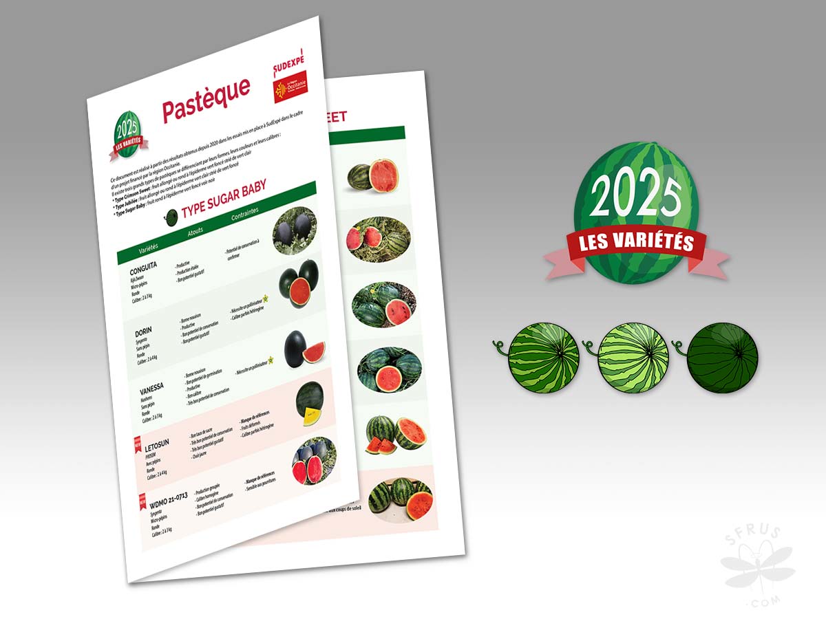 Fiche pastèque