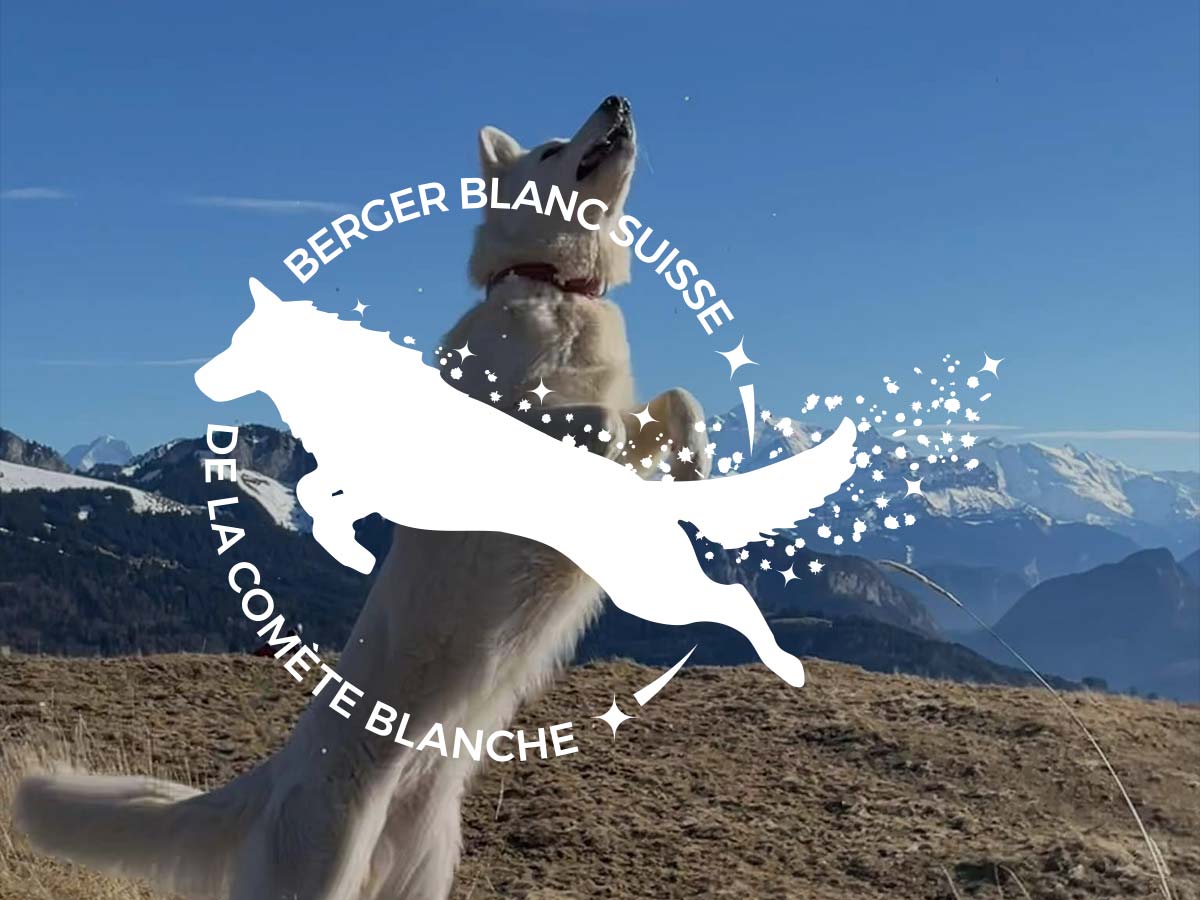 logo Elevage de la comète blanche